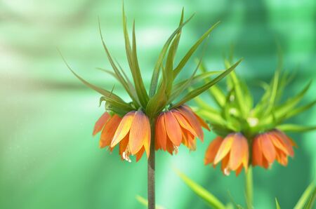 Beautiful orange flower Imperial Grouse on the background of a green water barrel. Soft selective focusの写真素材