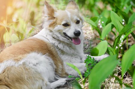 Close-up of a cute dog lying on a natural blurry background among lilies of the valley. Walk through the spring forest. Selective focusの写真素材
