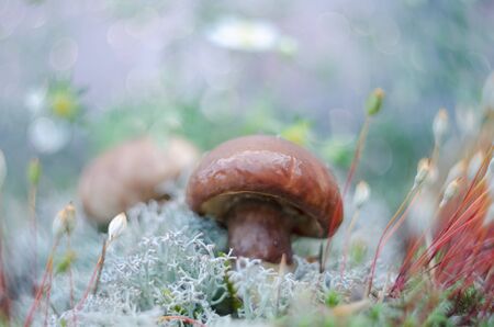 Edible summer mushrooms grow in forest moss. Natural habitat, macro