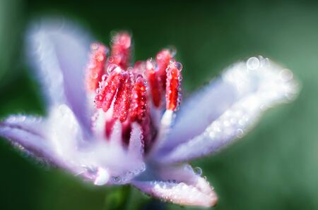 Flower umbrella Susak in the morning dew. Macrophotography in the wild, soft selective focusの写真素材