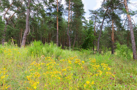 Wild herbs bloom in an open meadow on a Sunny summer day, the harvest season with maximum medicinal effect against the background of the forestの写真素材