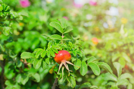 Ripe round berry of a dogrose on the blurred background of young foliage of the Bush. Selective focusの写真素材
