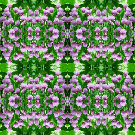Seamless Wallpaper with purple onion flowers on a green backgroundの写真素材