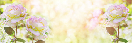 unfocused widescreen background with blooming roses in pink light. Art design, summer bannerの写真素材