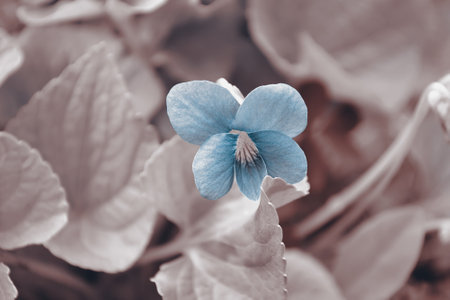 Defocused tinted background with a small blooming violet. Selective focusの写真素材