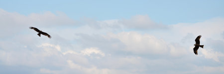 Widescreen defocused sky background with flying falcons. Selective focus
