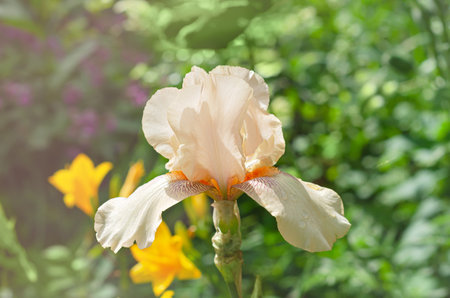 Pink iris flower on green background. Selective focusの写真素材