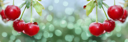 Wide-screen unfocused background with cherries and ladybirds, on a branch in raindrops. Selective...