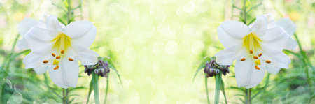 White lilies on a wide-screen sunny backgroundの写真素材