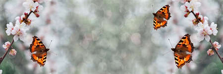 Unfocused widescreen background with peach blossom branches and butterflies. Art design, banner