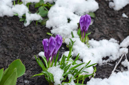 Purple crocuses grow through the snow. Selective Focusの写真素材