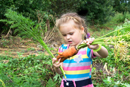 Cute little girl with a pigtail stands in the garden and looks at the carrots. Harvest timeの写真素材