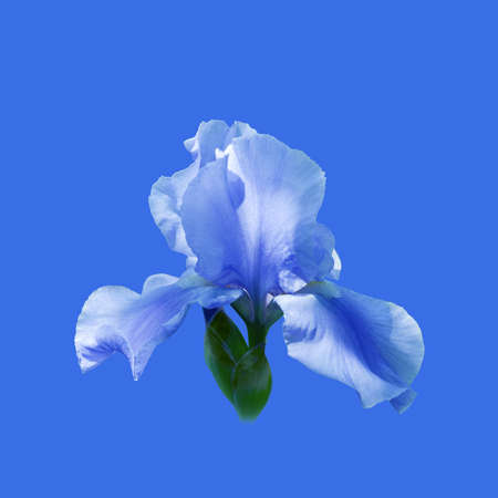 Beautiful blue iris flower on blue background