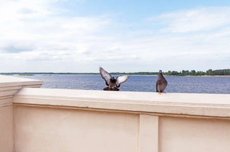 Summer view from the embankment of the Volga River in Nizhny Novgorod, Russiaの写真素材