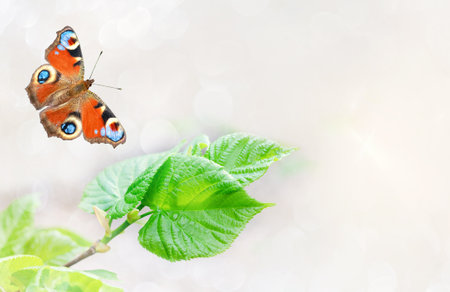 Unfocused background with young linden leaves and a butterfly. Selective Focusの写真素材