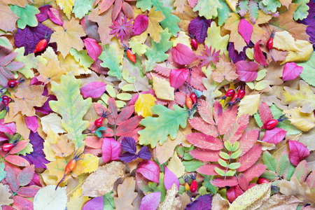 Colorful different autumn leaves on the groundの写真素材