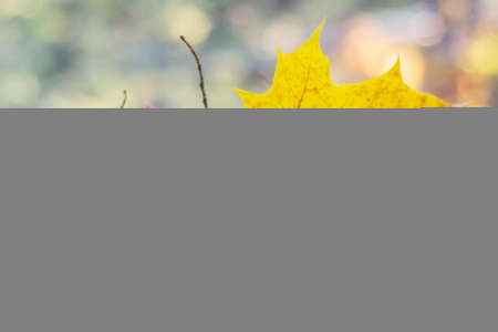 A beautiful fallen autumn maple leaf, close-up, stuck on a branch. Selective focusの写真素材