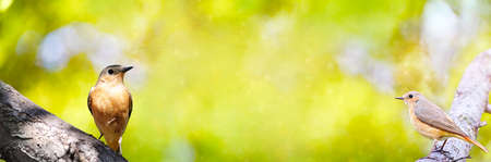 Summer defocused widescreen background with birds and fractal overlay. Selective focus