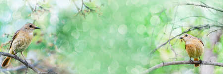 Summer defocused widescreen background with birds and bokeh. Selective focusの写真素材