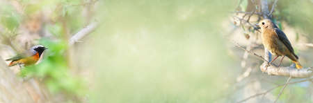 Summer unfocused widescreen background with garden redstart birds. Fractal overlay, selective focusの写真素材