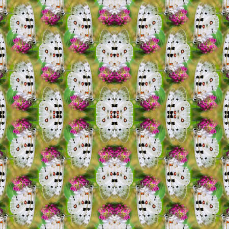 Seamless summer pattern with a beautiful white butterfly sitting on a pink clover flower. Selective focus, square framingの写真素材