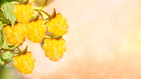 Yellow ripe raspberries on a pink, unfocused horizontal background with bokeh. Selective focusの写真素材