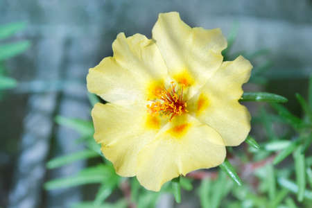 Yellow purslane flower in the garden close-up on a defocused background. Selective focus. Spring Concertの写真素材