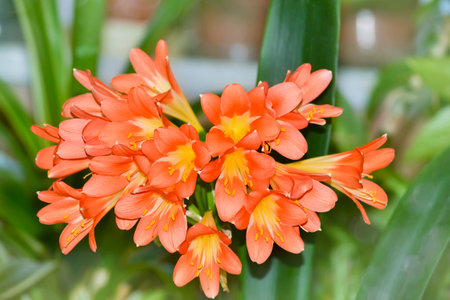 Blooming orange clivia close-up on a defocused background. Selective focus. The concept of indoor plant breedingの写真素材