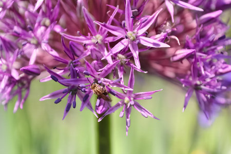 A tiny bee pollinating the flowers of a purple ornamental onion, macro. Selective focusの写真素材