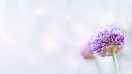 Unfocused light background, with purple decorative inflorescences of a giant onion. Selective focus, fractal overlayの写真素材