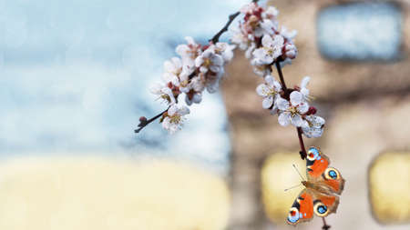 A blooming apricot branch with a sitting butterfly, on the unfocused background of the house and the sunset reflected in the windows. Selective focusの写真素材