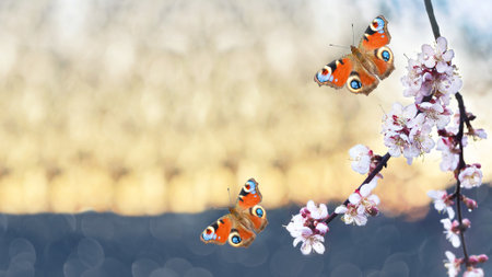 A blooming apricot branch and colorful butterflies, on a defocused sunset background. Selective focusの写真素材