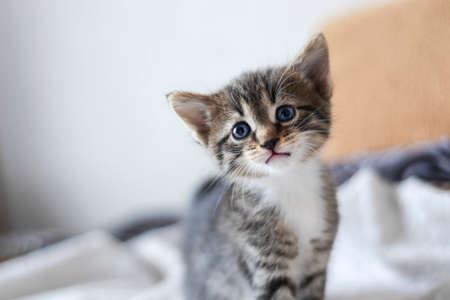 A sad five-week-old kitten is sitting on a defocused background. Shallow depth of field