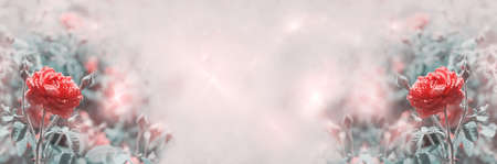 Unfocused widescreen tinted background with roses. Selective focus, fractal overlay, bannerの写真素材