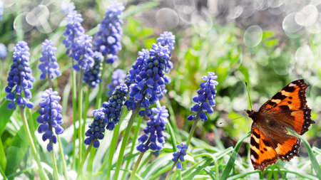 Unfocused green background with blooming blue muscari and a butterfly. Selective focusの写真素材