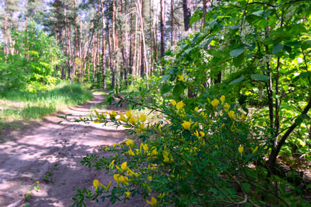 A flowering acacia bush on a defocused background of a sandy road and a pine forestの写真素材