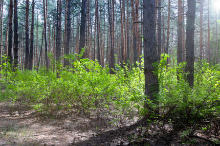 A plot of pine forest with deciduous undergrowth with bright green foliage on a sunny dayの写真素材