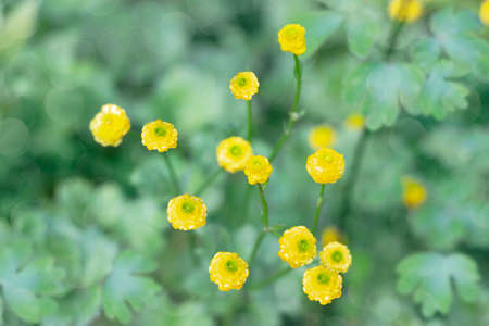 Small yellow buttercup flowers creeping on a defocused background in the garden. Selective focus
