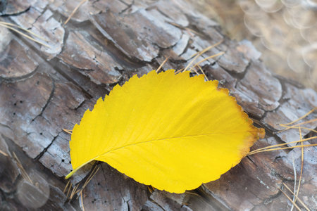 A fallen autumn leaf on a piece of bark. Selective focusの写真素材