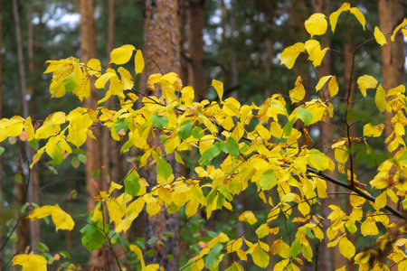 Branches with autumn leaves on a blurred background of a pine forest. Selective focusの写真素材