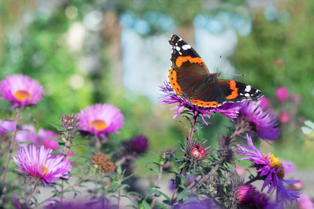 A butterfly sitting on a flower on a defocused background of the house. Selective focusの写真素材