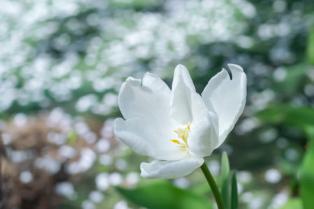 White tulip blooms in spring in the gardenの写真素材
