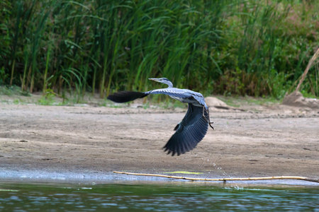 A large grey heron during take-off over water. Selective focusの写真素材