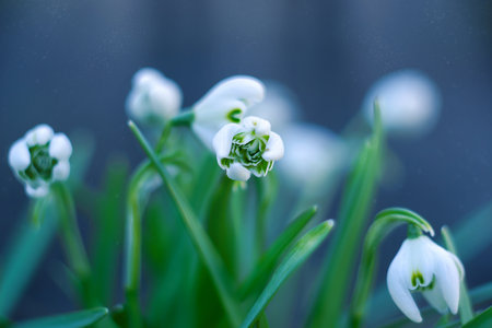 The first spring flowers are snowdrops, close-up. Selective focusの写真素材
