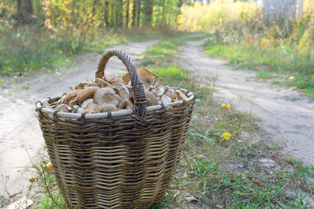 A basket of mushrooms on a forest dirt road. Selective focusの写真素材