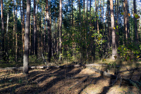 Pine forest in September with dark shadows from the treesの写真素材