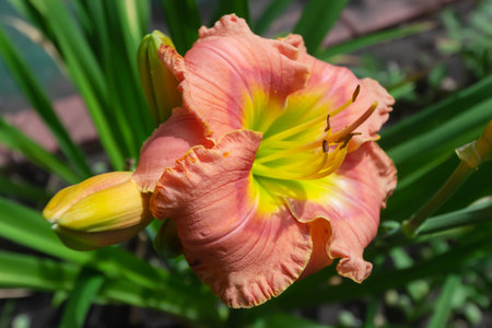 Pink daylily with yellow center in the garden close-up. Selective focusの写真素材