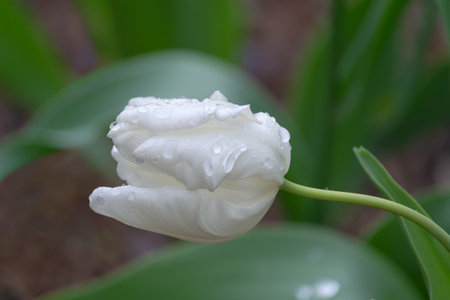 A white parrot tulip, a flower head with water droplets on a defocused natural background. Selective focusの写真素材