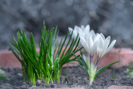 White spring crocuses in full bloom. Selective focusの写真素材