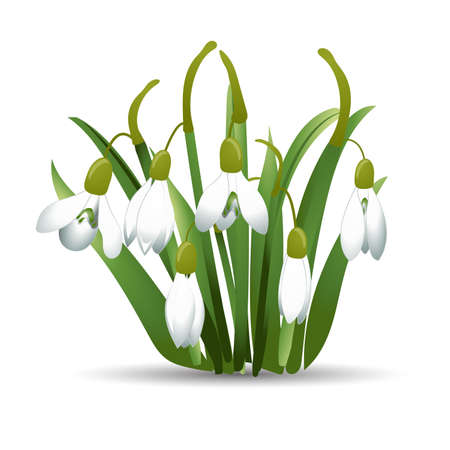 Beautiful snowdrops with green leaves. Isolated on white background. Vectorのイラスト素材
